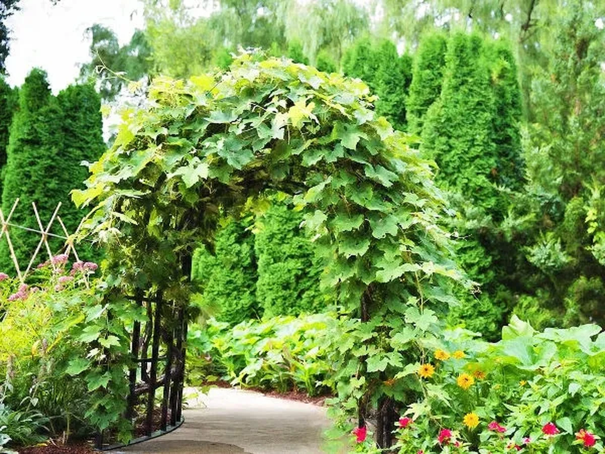 Szybko rosnące pnącza: najlepsi pomocnicy dla Twoich murów i ogrodzeń - image 1