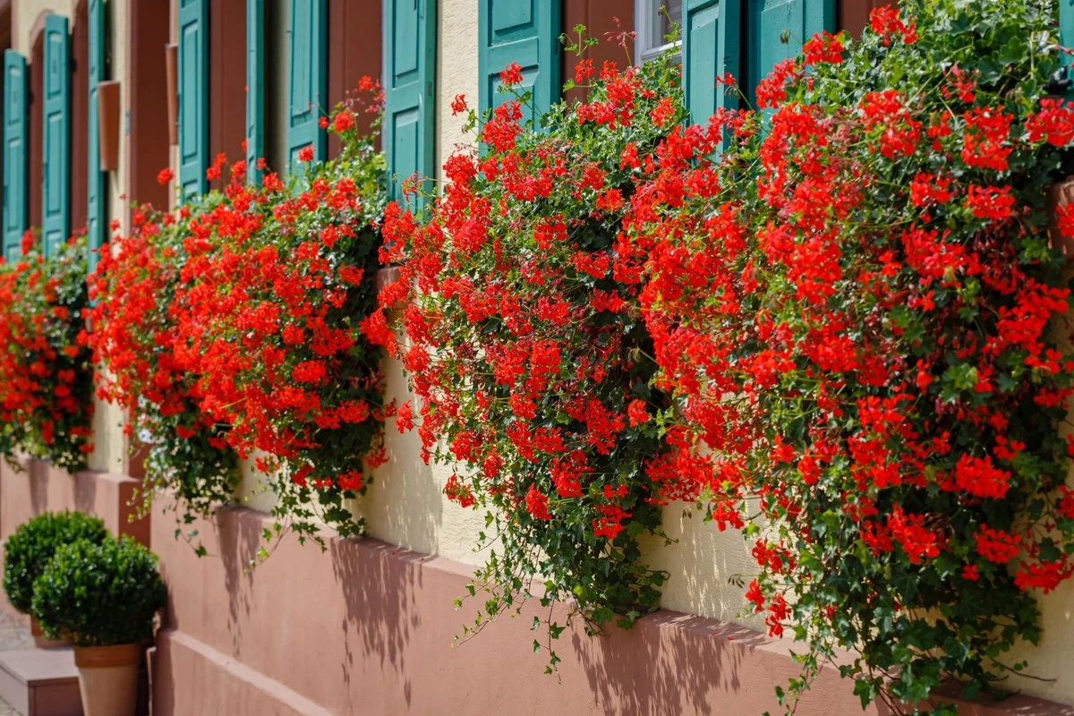 pozegnajpetunie-extra-1.webp Pożegnaj petunie i pelargonie! Zamiast nich bogaci Polacy dekorują okna tymi 5 roślinami - image 1