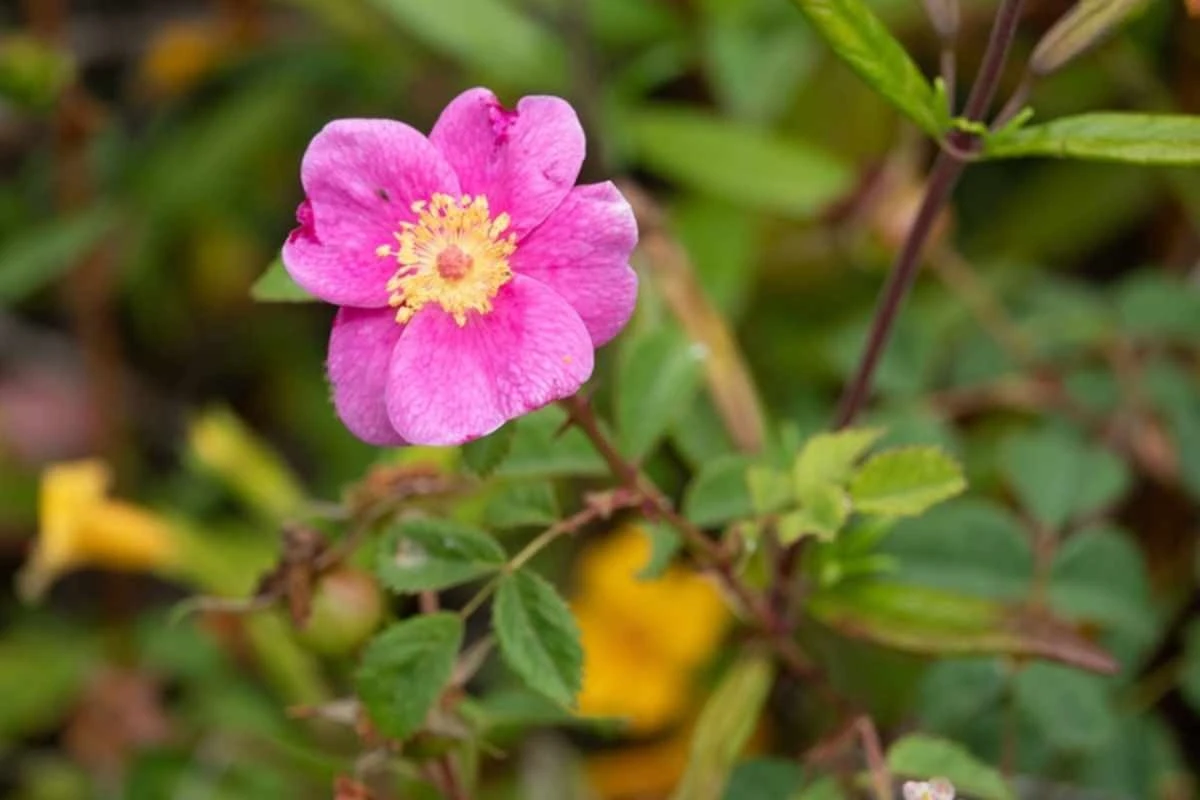 Róża Kalifornijska: Jak Zamienić Ogród w Pachnącą Północnoamerykańską Enklawę