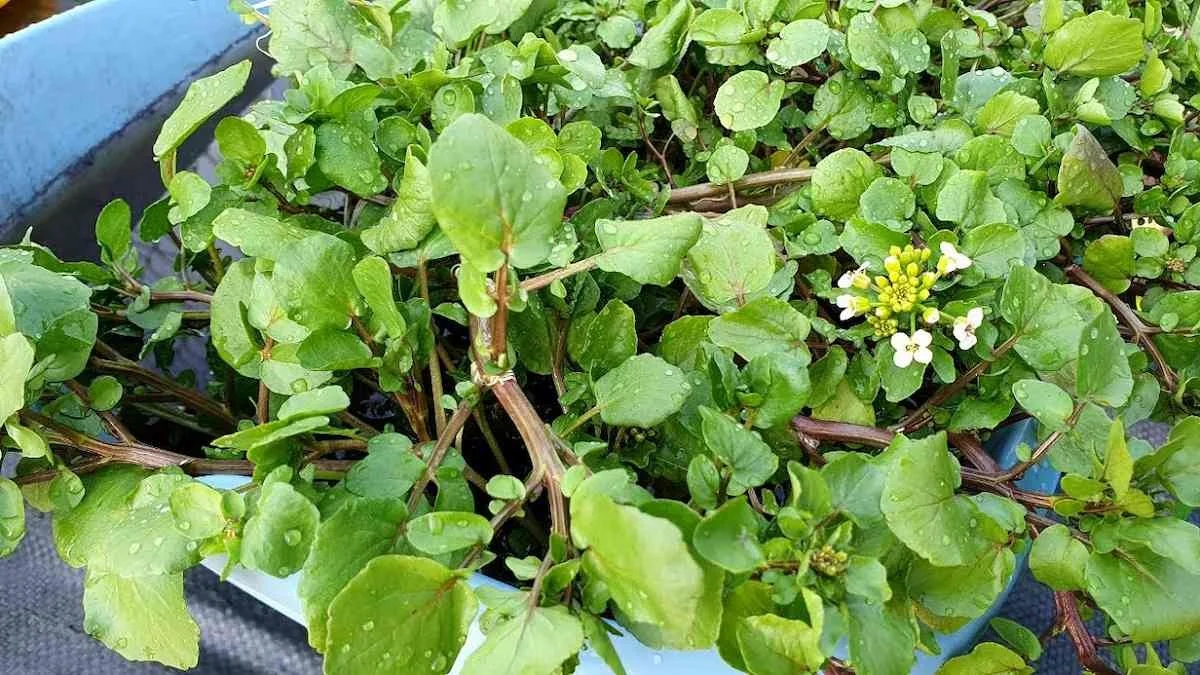 Nie spenat, ale wodna rzeżucha: nowy król zdrowia wśród warzyw