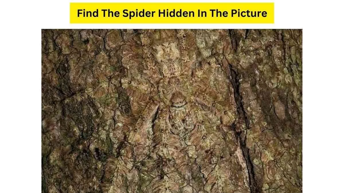 Niezwykłe wyzwanie z obrazkiem: Czy dostrzeżesz pająka w 10 sekund? - image 1