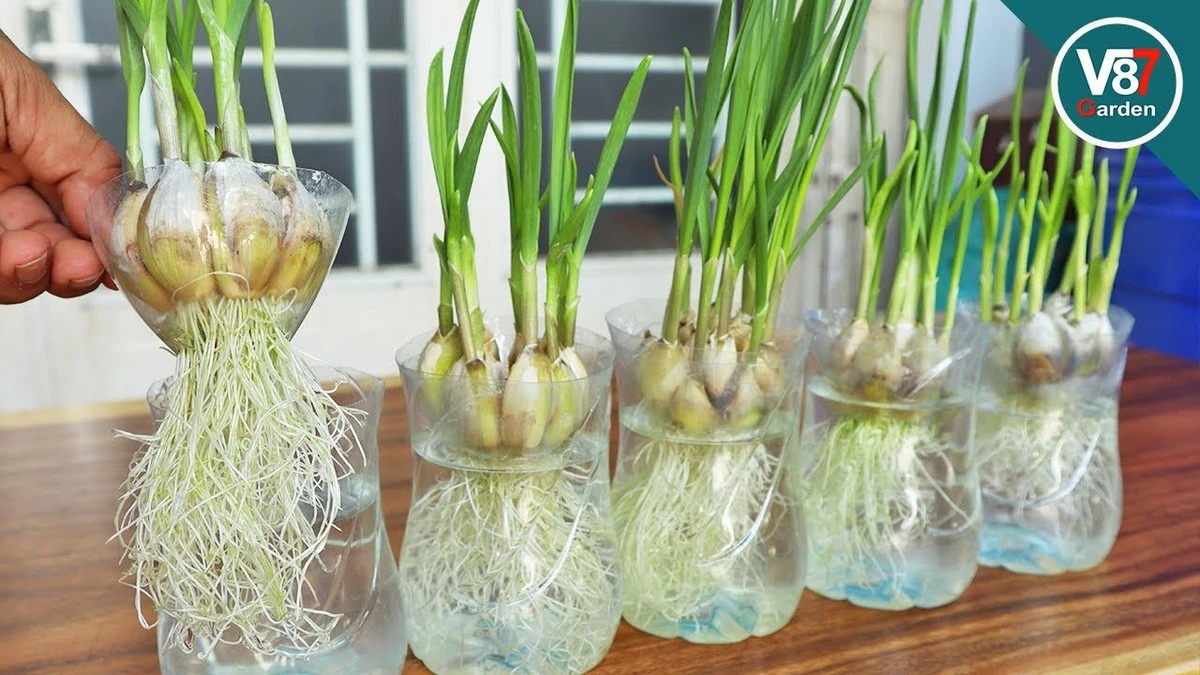 Zapomnij o tarkach i wyciskaczach: jak obrać i posiekać czosnek w minutę z pomocą plastikowej butelki - image 1