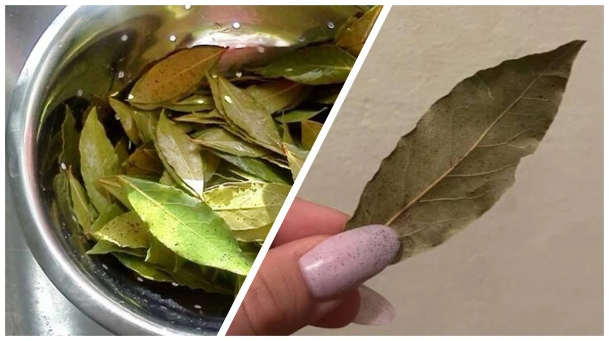 12 liści laurowych do wrzątku, a potem do zamrażarki: 4 sposoby na wykorzystanie tego „skarbu”