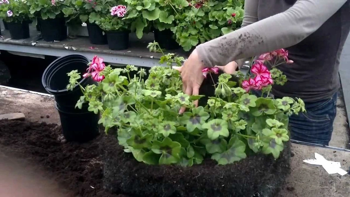 Pożegnaj petunie i pelargonie! Zamiast nich bogaci Polacy dekorują okna tymi 5 roślinami