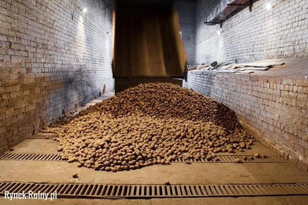 Dwa sekrety, by ziemniaki nie kiełkowały do wiosny w mieszkaniu – nawet bez piwnicy - image 1