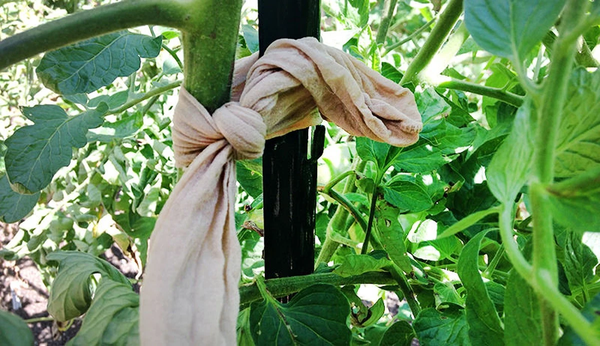 niewyrzucajstar-extra-1.webp Nie wyrzucaj starych rajstop – mają one sekretne zastosowanie w ogrodzie, o którym mało kto wie! - image 1