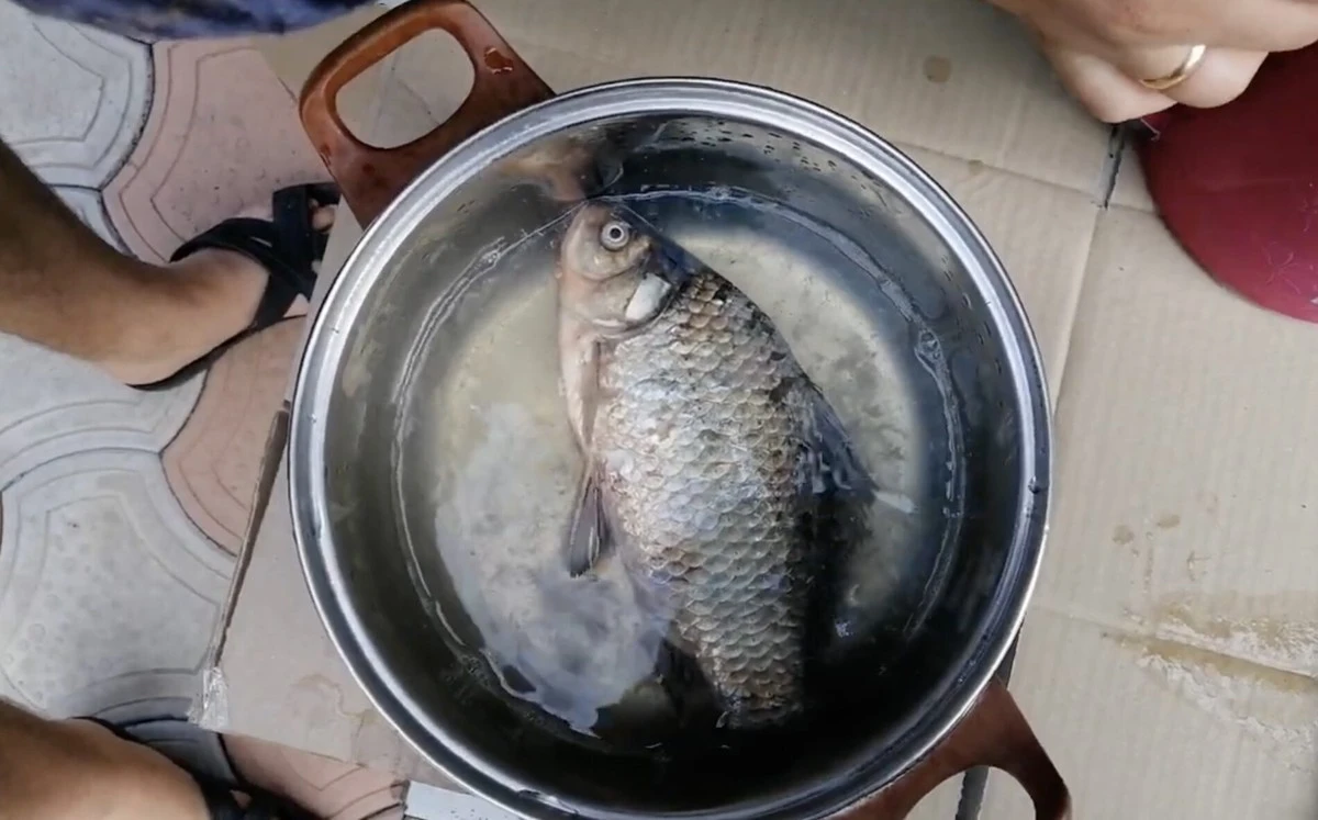 Jak oczyścić karasia lub okoń w 30 sekund? Rybackie triki, które zmieniły moje gotowanie