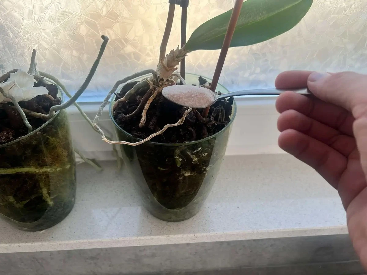 Ten prosty trik z nawozem sprawi, że orchidea zakwitnie jak szalona