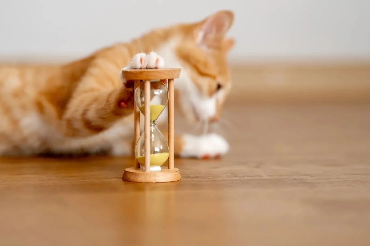 Twój kot to już senior czy wciąż „nastolatek”? Jak w minutę poznać jego prawdziwy wiek w ludzkich latach