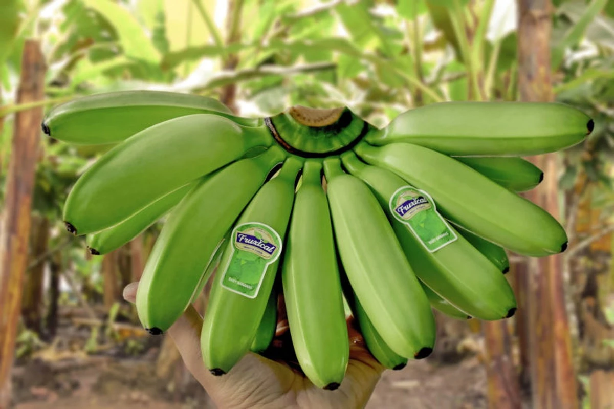 Zaskoczenie w sklepie: mąż wrócił z bananami, ale przyniósł... 