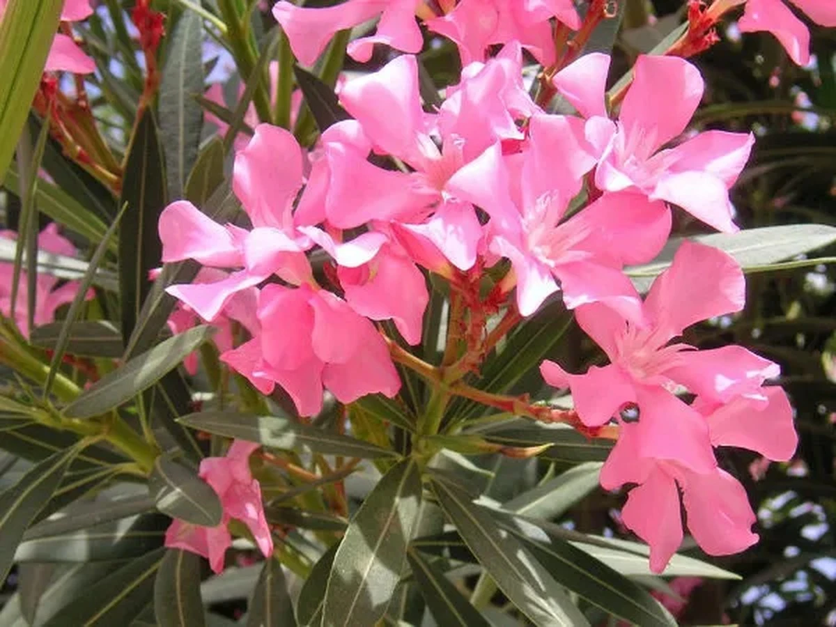 czterykluczowek-extra-1.webp Cztery kluczowe kroki wiosną, by Twój oleander kwitł przez całe lato - image 1