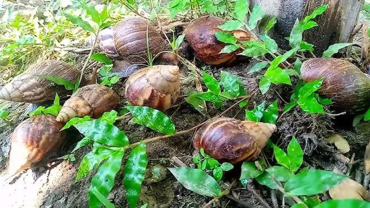 Pelargonie w walce ze ślimakami: ten prosty trik uratuje Twój ogród