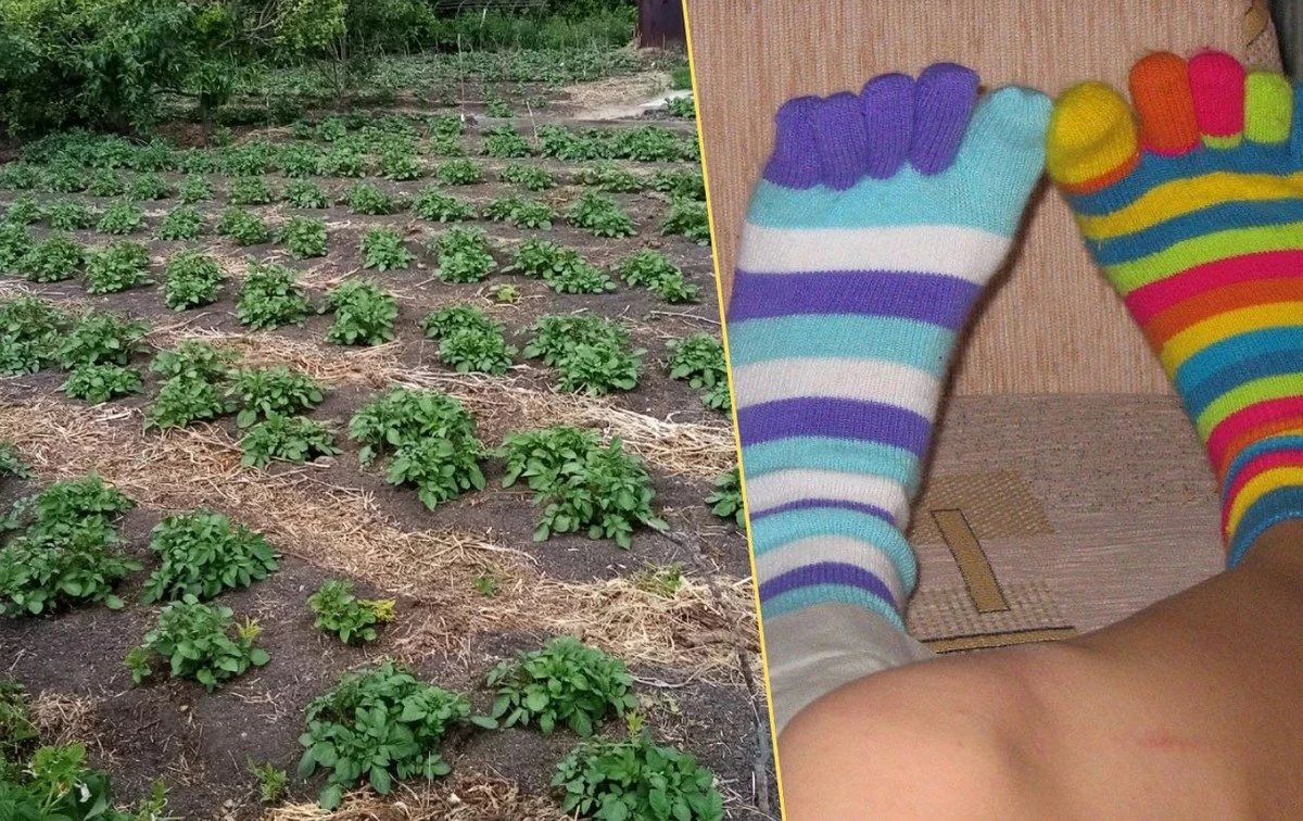 4 nieoczekiwane zastosowania starych skarpetek w domu i ogrodzie