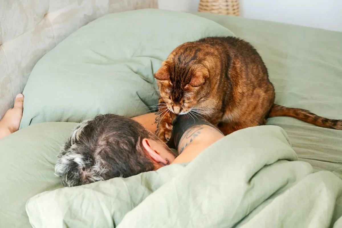 Jak długo koty pamiętają swoich opiekunów: Niesamowita prawda o ich pamięci