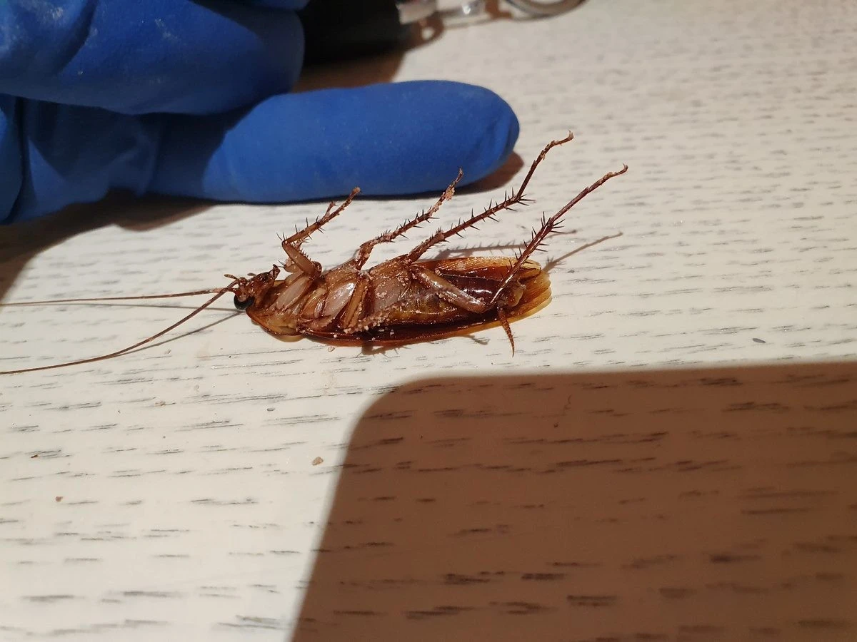 Słoik sody i ocet? Dlaczego lata tua walka z karaluchami ponosi klęskę