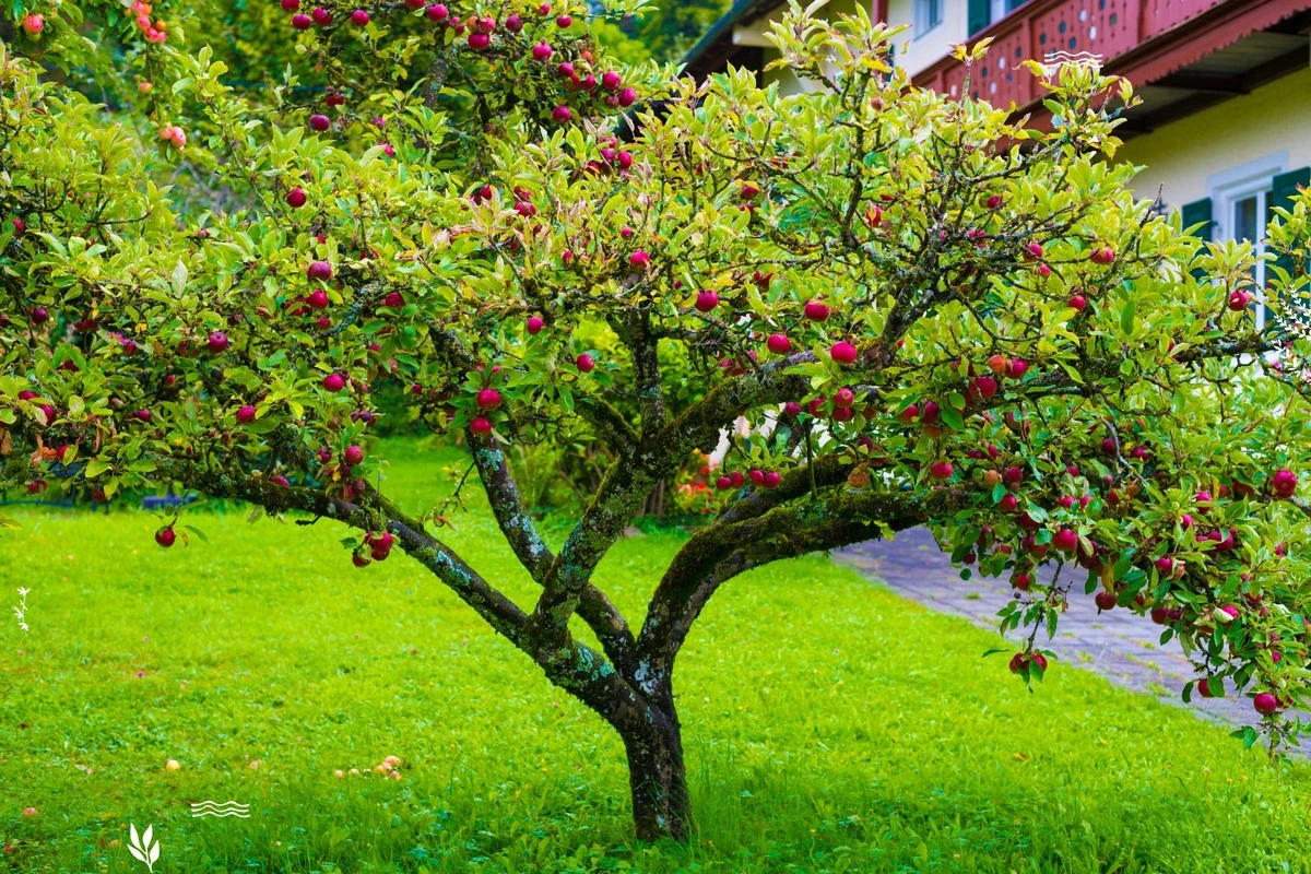 Ostatni dzwonek: dlaczego białe wapnowanie drzew owocowych to Twój obowiązek do końca marca - image 1