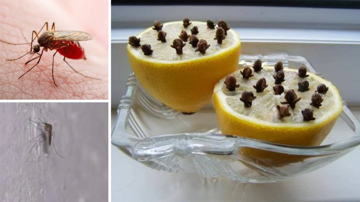 Już środek marca, a do domu wkraczają komary: postawiłam 1 szt na parapecie – zniknęły wszystkie "bzyczki"