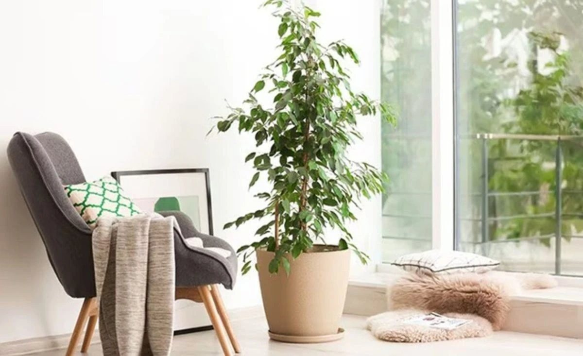 Fikus ginie w oczach? 5 błędów, które popełniasz. Odkryj, jak przywrócić mu życie!