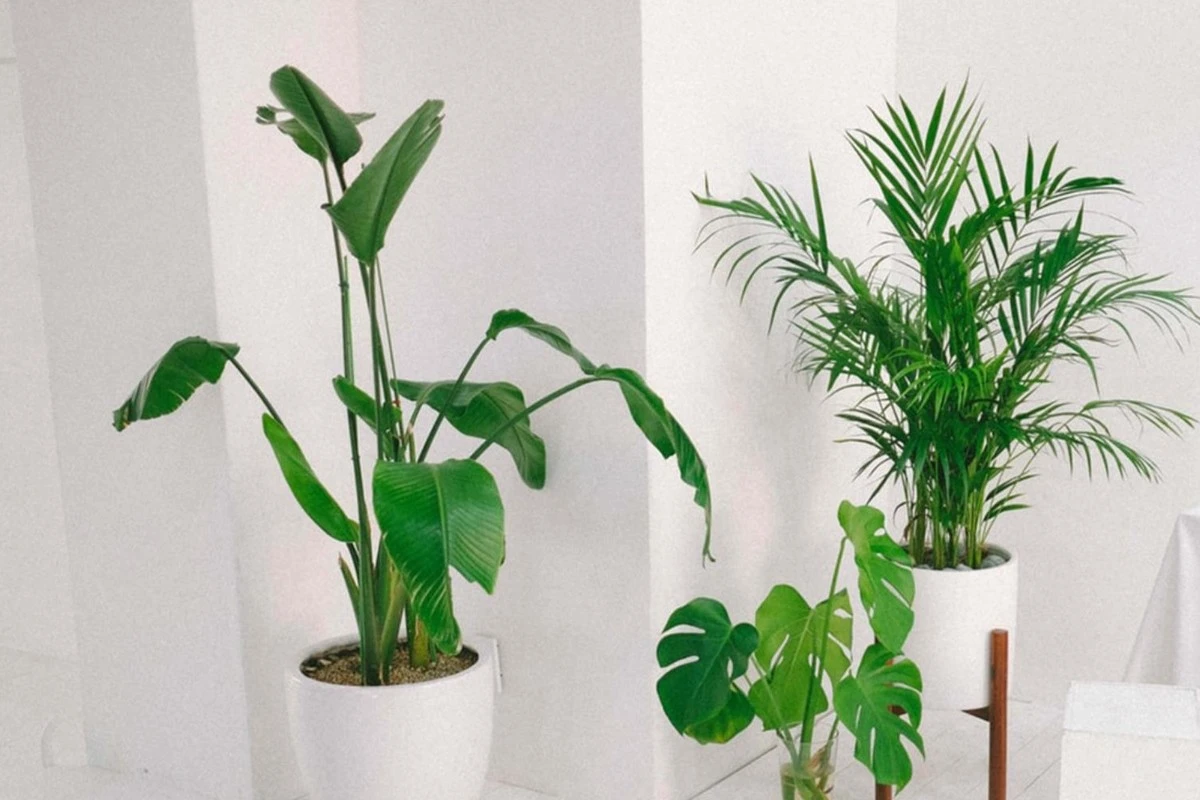 Dlaczego twoja pelargonia nie kwitnie zimą? Ten domowy trik sprawi, że zakwitnie jak szalona - image 1