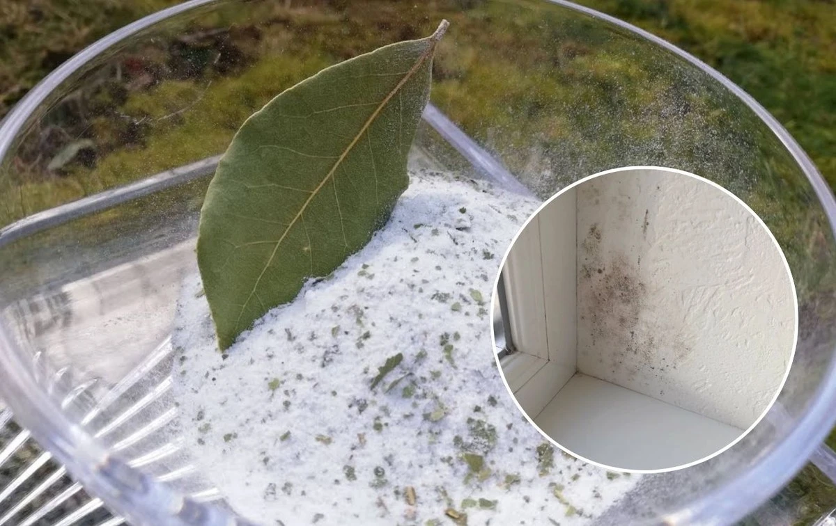 Miseczka soli z liśćmi laurowymi na parapecie: sposób na wilgoć, o którym mało kto mówi