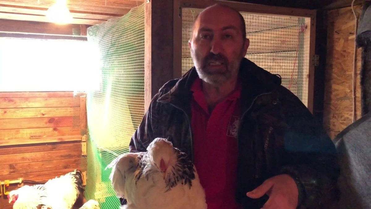 Kury przestały znosić całe jajka? Wystarczy 1 piłeczka tenisowa w gnieździe i "plony" będą od razu w tackach!