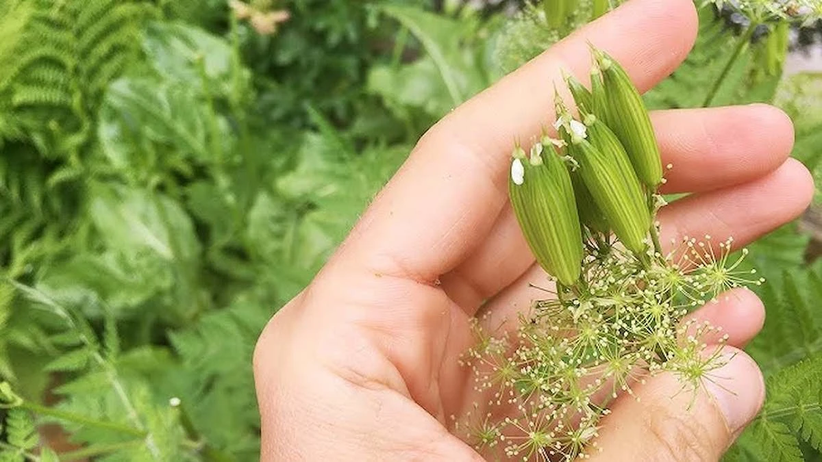 Sekret babć: dlaczego zawsze sadziły korzeń lukrecji w ogrodzie