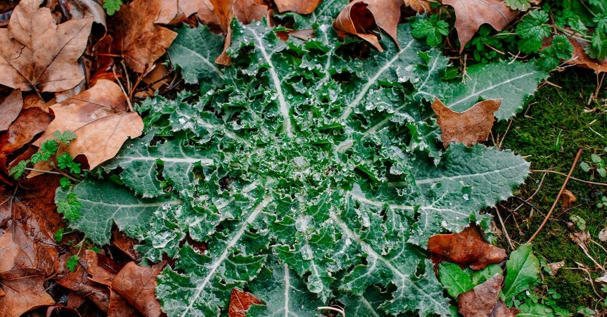 Dziki koper: Sekretna broń starożytnych, której zapomnieliśmy z powodzeniem na uspokojenie - image 1