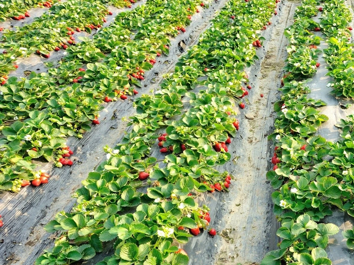 Jak sprawić, by twoje truskawki rosły jak szalone? 5 sekretnych trików, które zdradza doświadczeni ogrodnicy - image 1