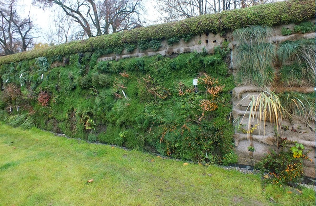 Jazmín Mleczny: Twój Zielony Mur Odporny na Mrozy, Który Rośnie Błyskawicznie - image 1