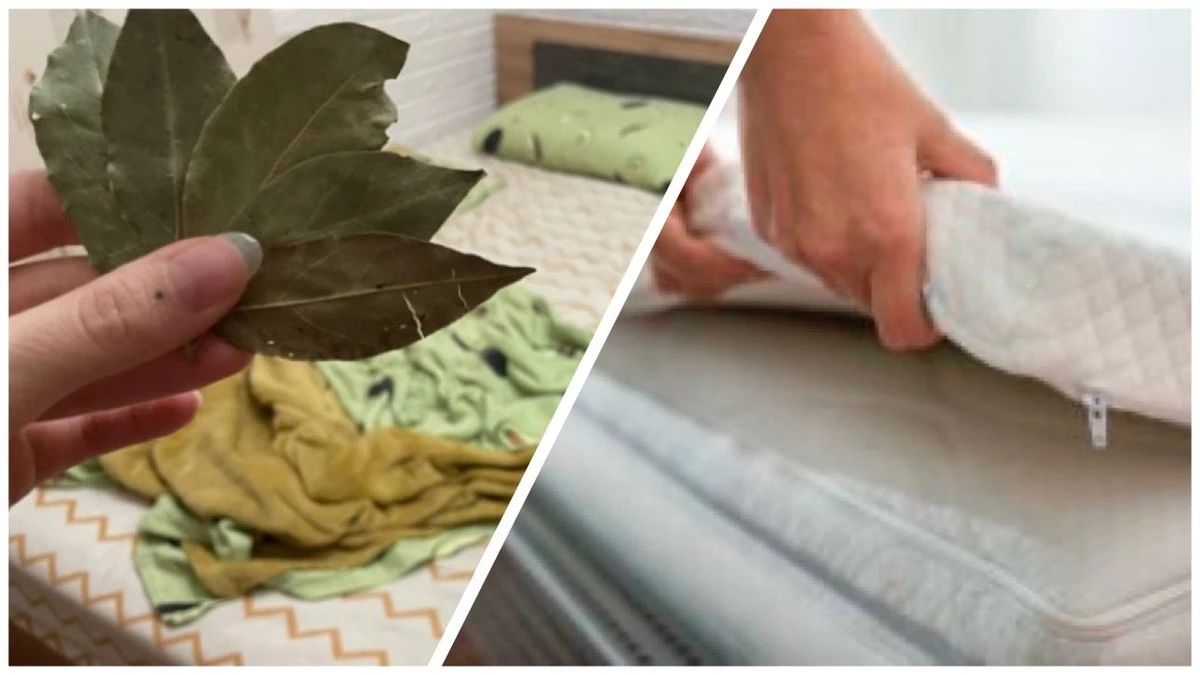 Dlaczego babcie wkładały 7 liści laurowych pod materac? Odpowiedź zaskakuje