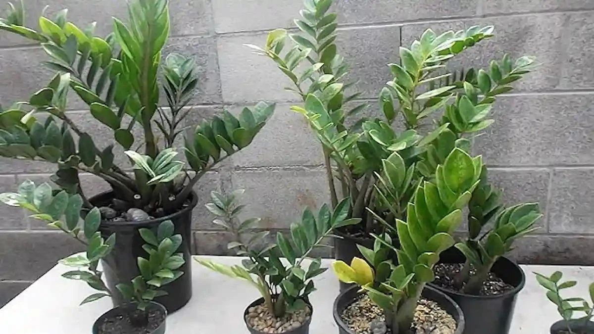 Trzy błędy w pielęgnacji zamiokulkasa, przez które mogą Cię czekać smutne pożegnania