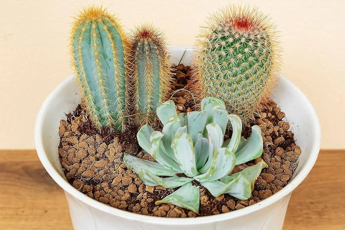 pumekswdoniczce-extra-1.webp Pumeks w doniczce z potosem: sekret poprawy drenażu i ochrony korzeni - image 1