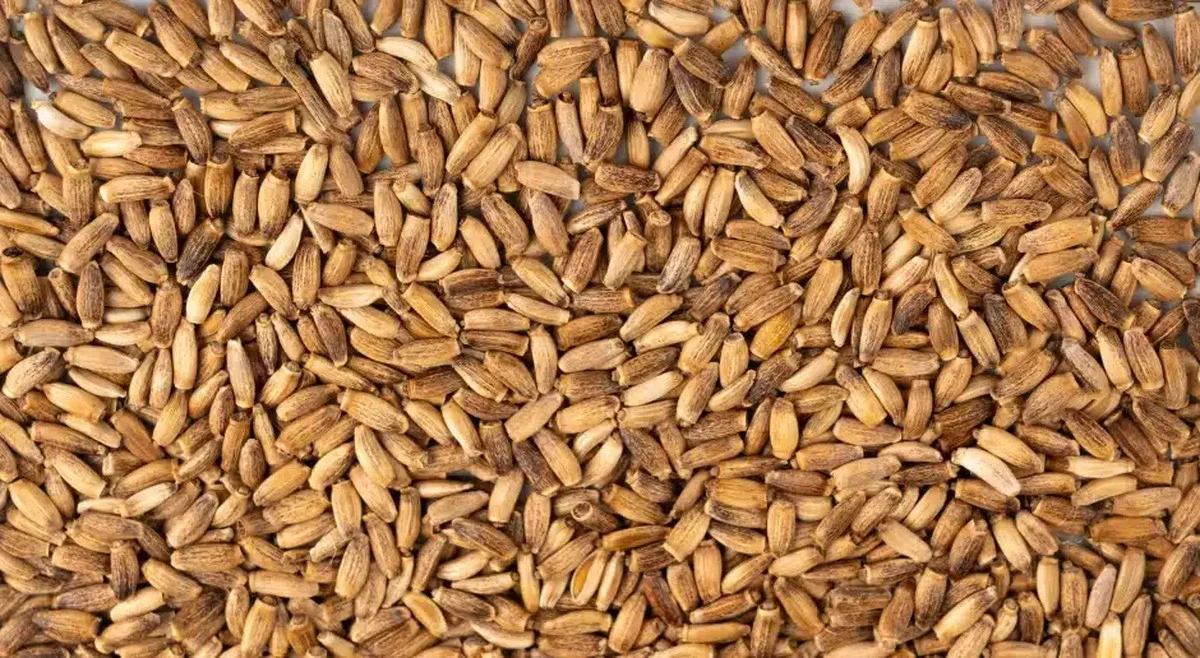 Olej z ostropestu plamistego: sekret wielu Polaków na lepsze samopoczucie