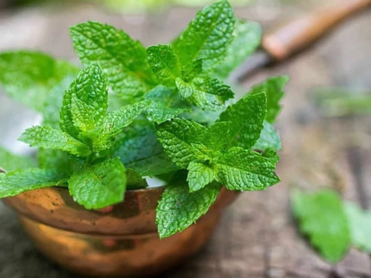 Pięć sekretów, jak utrzymać miętę świeżą i pachnącą latem
