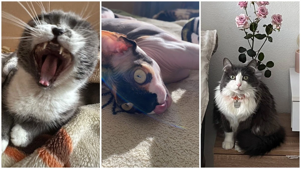 Dlaczego trzecie zdjęcie kota rozbawi Cię do łez? Oto dowody!