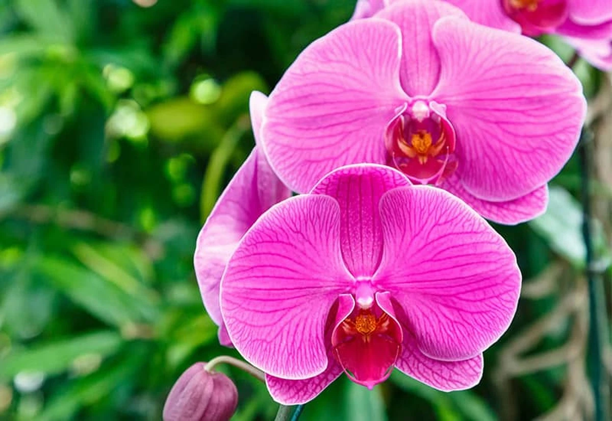 Ten prosty trik z nawozem sprawi, że orchidea zakwitnie jak szalona - image 1