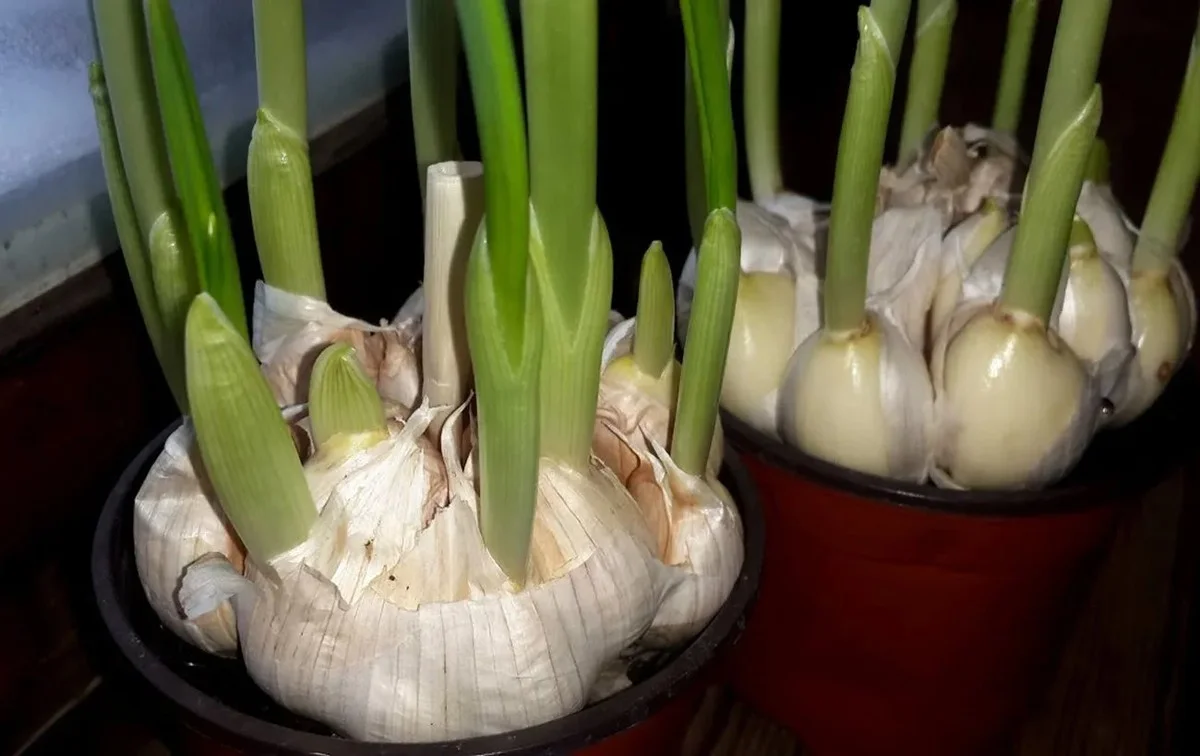 Sausio staigmena: sudygęs česnakas – viena klaida gali pražudyti derlių