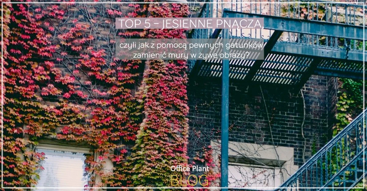 Jesienne spektakle: 3 pnącza, które przemienią Twój ogród w paletę czerwieni i złota - image 1