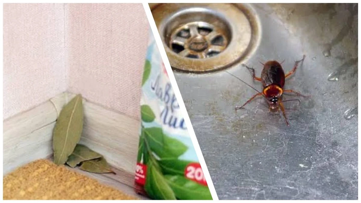 Dlaczego warto mieć liście laurowe w mieszkaniu? Ten trik odstrasza niechcianych lokatorów