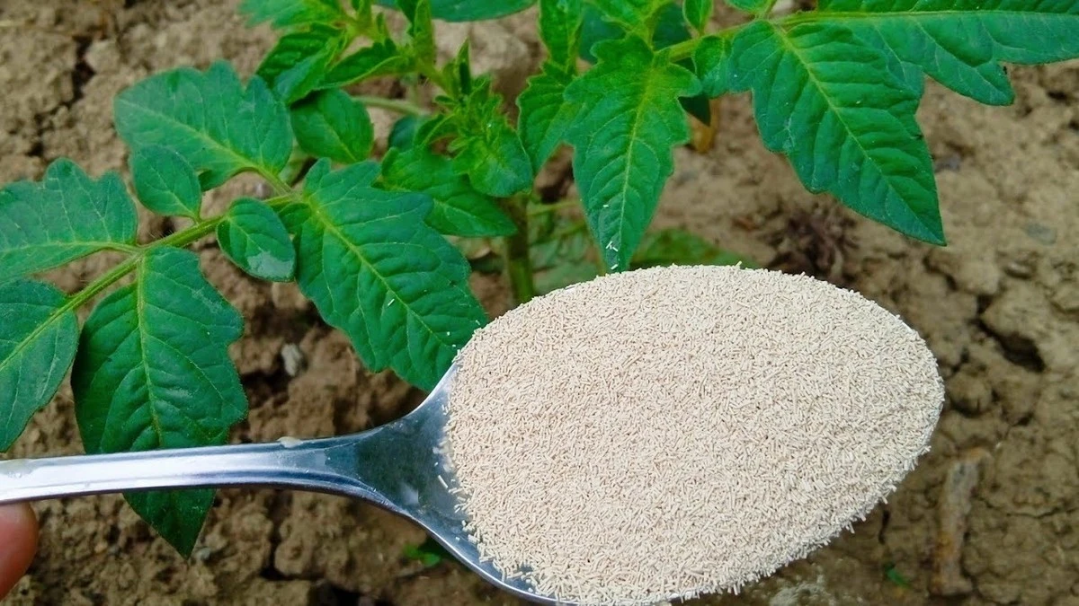 Oto, co ogrodnicy Ci nie powiedzą: spraw, by Twój ogród uginał się pod ciężarem plonów