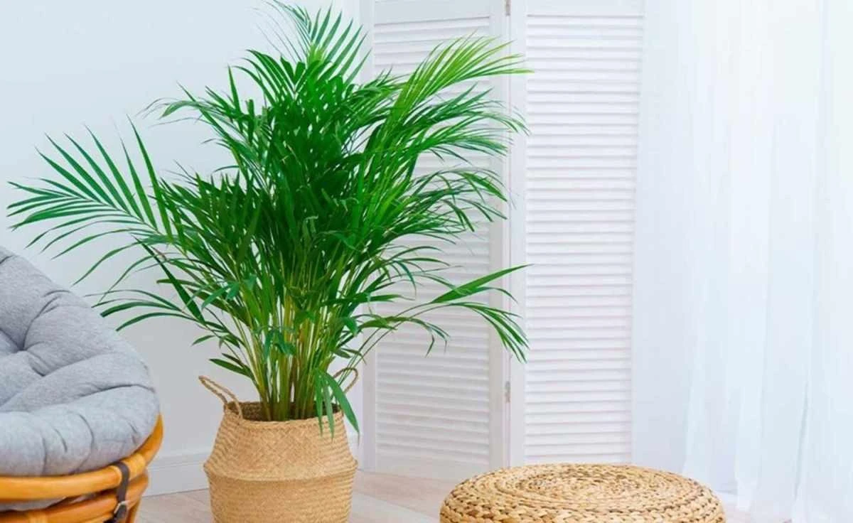 Palma Areka: Naturalny Klimatyzator, Który Ochłodzi Twój Dom Latem