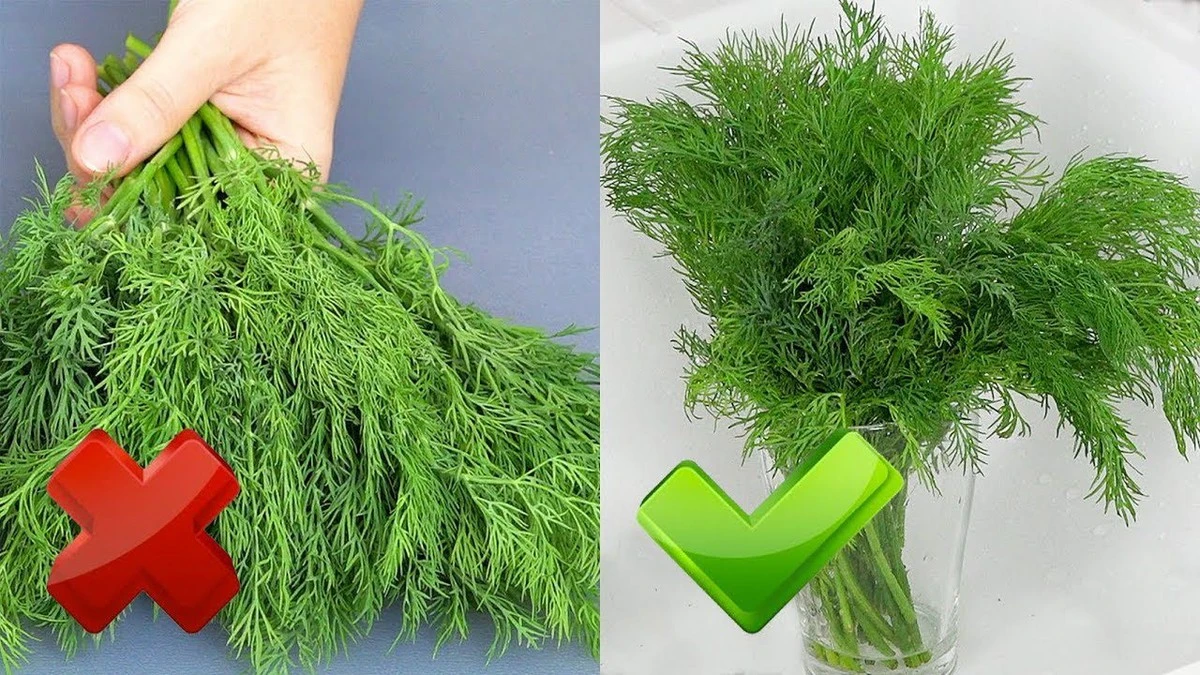 Pęczek koperku i pietruszki świeży przez 2-3 tygodnie, żaden liść nie pożółkł: wystarczy znać ten trik