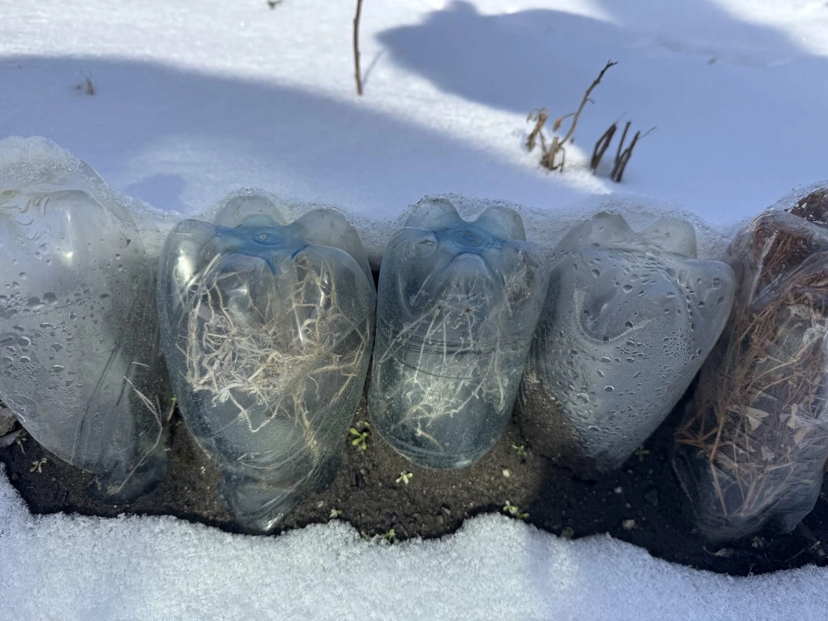 Plastikowe butelki: Twój sekretny trik na mrozoodporne mini-szklarnie do -15°C