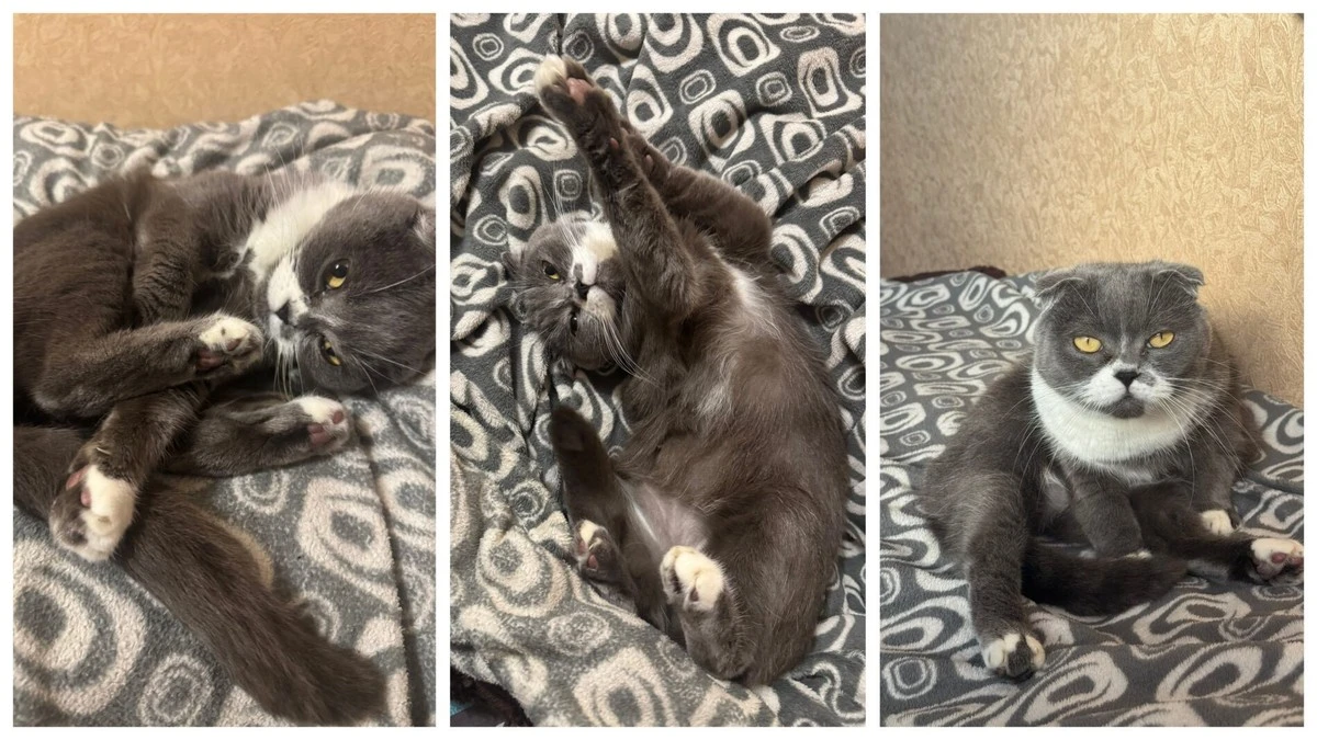 Czy z Twojego mieszkania pachnie kotem? Zrozum, dlaczego, zamiast karać pupila