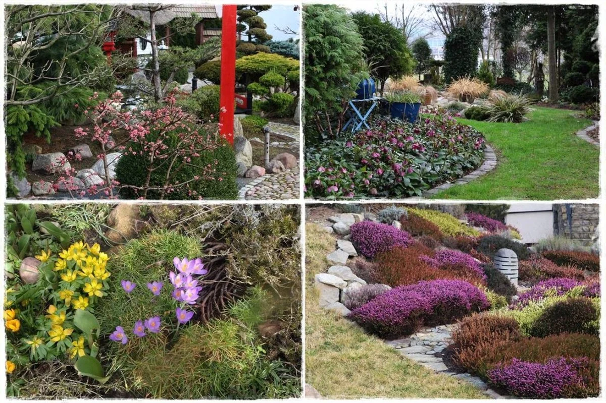 Te rośliny przetrwają zimę na zewnątrz – odkryj je teraz! - image 1