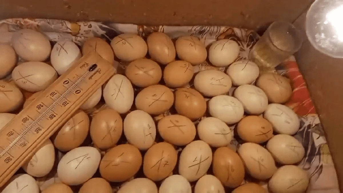 Jak zrobić inkubator z kartonu i wykluć kurczaki bez weterynarza