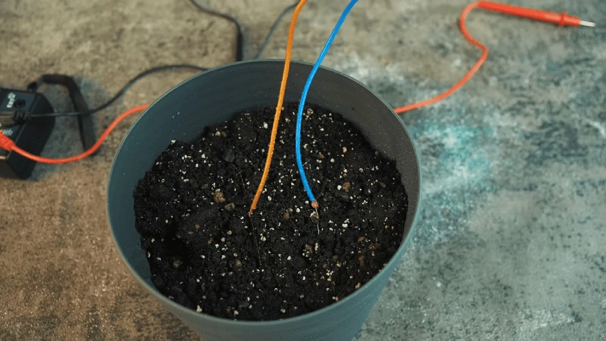 Ziemia jako bateria? Ten mężczyzna udowodnił, że możesz naładować telefon, używając 5 płyt w doniczce.