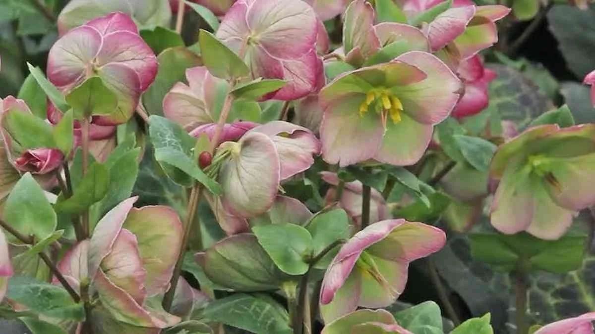 Te rośliny przetrwają zimę na zewnątrz – odkryj je teraz!