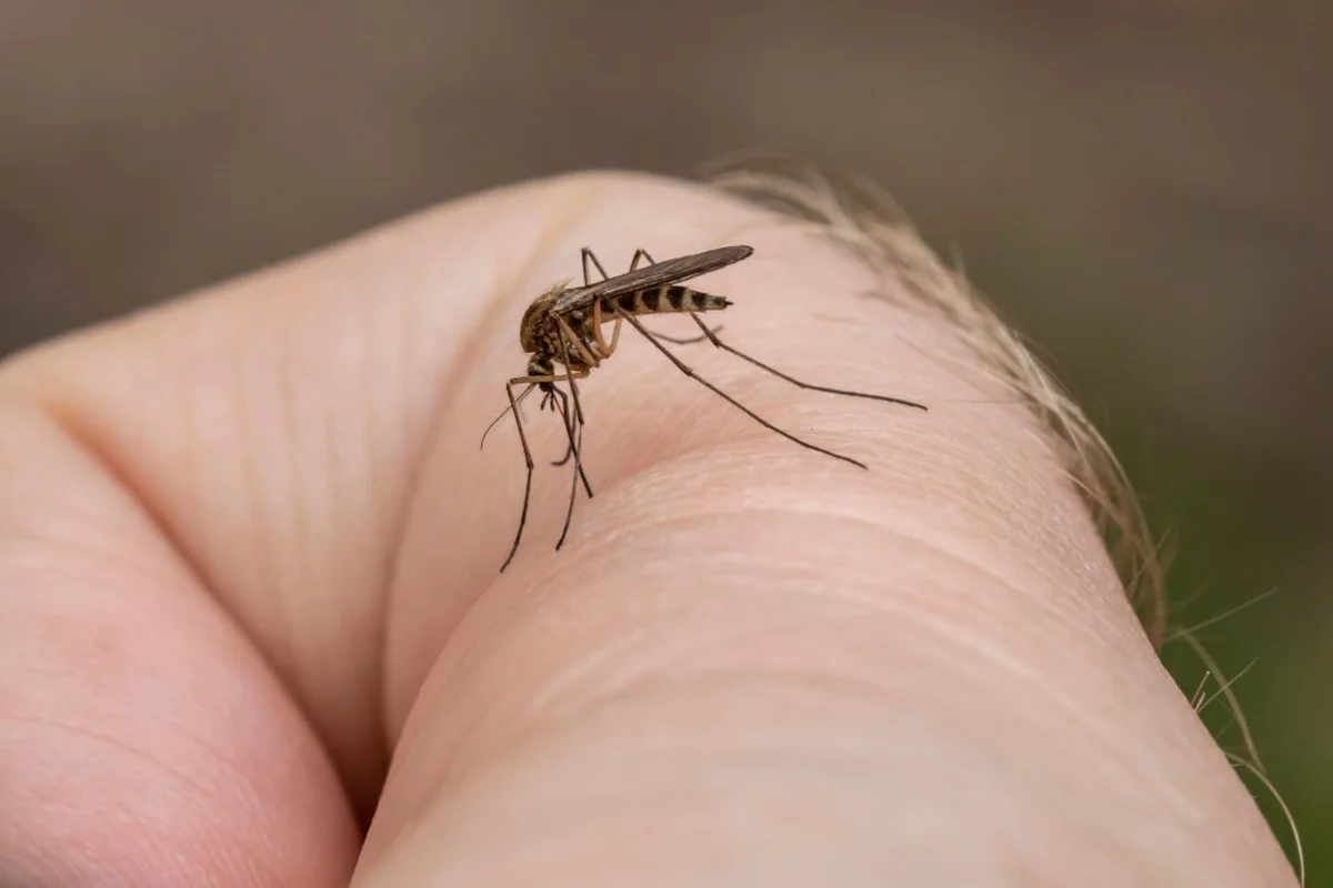 Dlaczego komary coraz częściej wybierają człowieka? Naukowcy odkryli nieoczekiwaną i niepokojącą przyczynę - image 1
