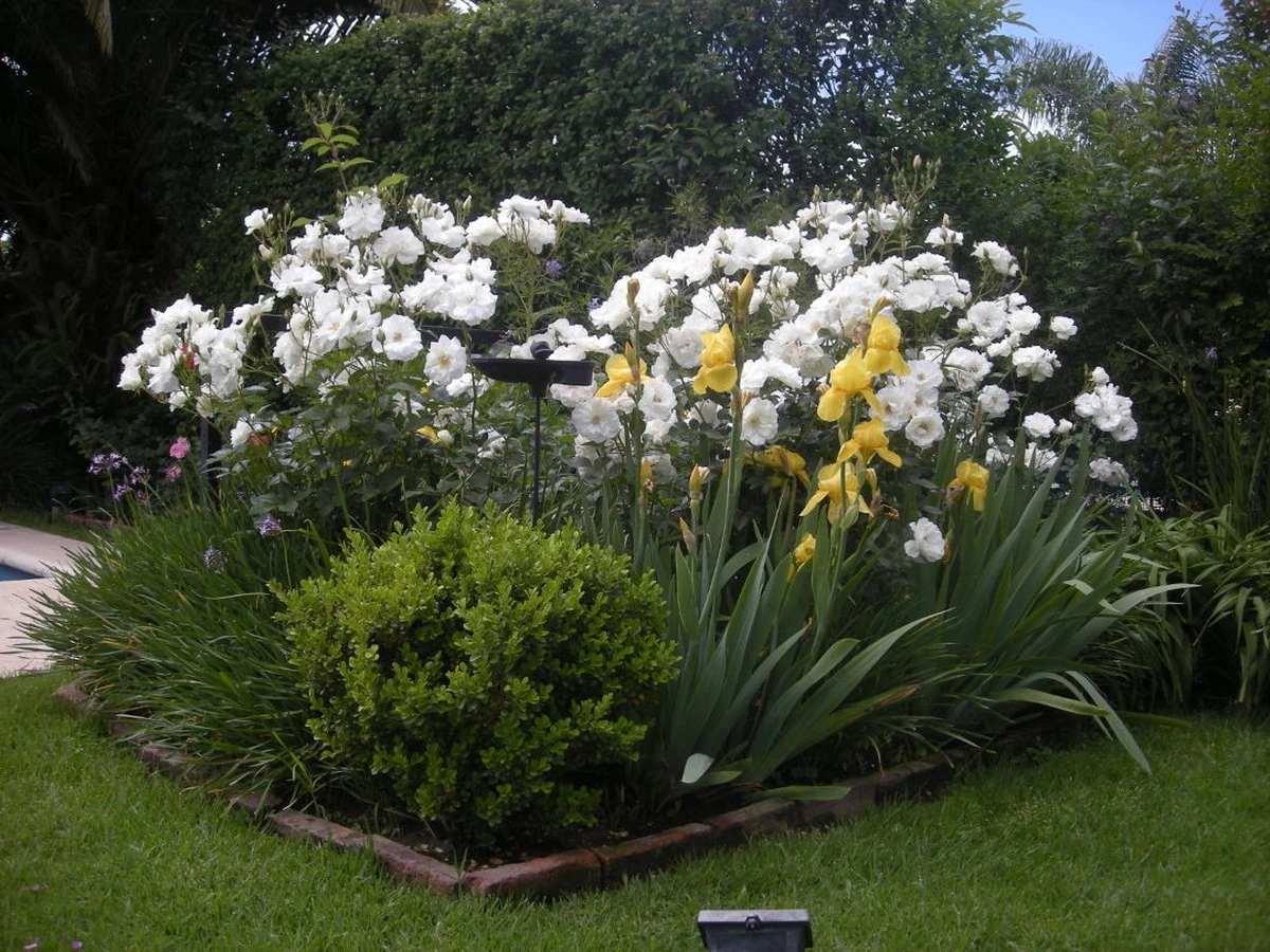 Kiedy przycinać drzewa i krzewy w Argentynie? Sekrety zdrowego ogrodu, które zdradza ekspert - image 1